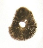 Simocybe centunculus var. centunculus image
