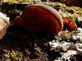 Auricularia angiospermarum image