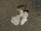 Rimbachia bryophila image