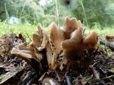 Helvella compressa image