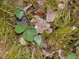Arrhenia retiruga image