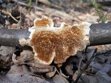 Hydnochaete olivacea image