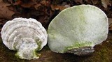 Trametes gibbosa image