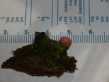 Lycogala epidendrum image