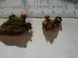 Lycogala epidendrum image