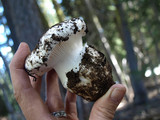 Hygrophorus subalpinus image