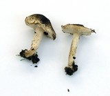 Lepiota phaeoderma image