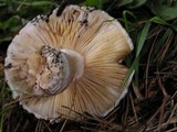 Amanita magniverrucata image