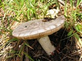 Amanita magniverrucata image