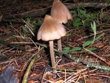 Entoloma hirtipes image