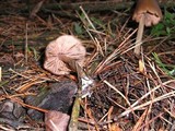 Entoloma hirtipes image