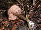 Entoloma hirtipes image