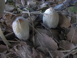 Coprinellus flocculosus image