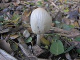 Coprinellus flocculosus image