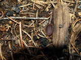 Peziza violacea image