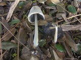 Coprinellus flocculosus image