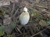 Coprinellus flocculosus image