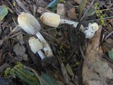 Coprinellus flocculosus image