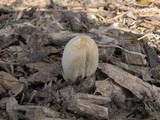 Coprinellus flocculosus image