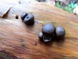 Lycogala epidendrum image