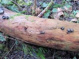 Lycogala epidendrum image