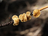 Crepidotus pallidoluteus image