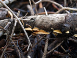 Crepidotus pallidoluteus image