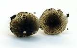 Lepiota phaeoderma image