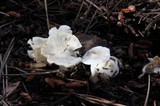 Inocybe insinuata image
