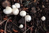 Inocybe insinuata image