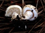 Inocybe insinuata image