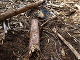 Morchella snyderi image