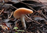 Lepista flaccida image