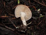 Lepista flaccida image