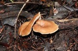 Lepista flaccida image