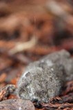 Phycomyces blakesleeanus image