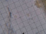 Phaeoclavulina myceliosa image