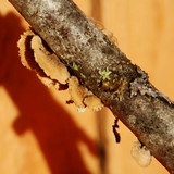 Plicaturopsis crispa image