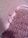 Coprinellus radians image