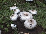 Termitomyces reticulatus image