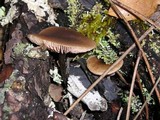 Entoloma hirtipes image