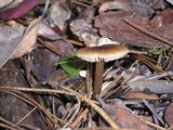 Entoloma hirtipes image