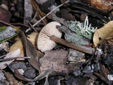 Entoloma hirtipes image