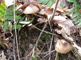 Entoloma vernum image