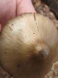 Entoloma vernum image