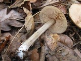Entoloma vernum image