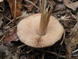 Entoloma vernum image
