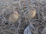 Coprinellus flocculosus image