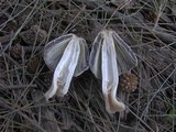 Coprinellus flocculosus image