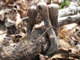 Urnula craterium image
